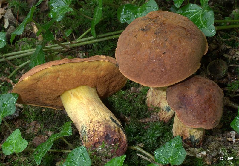 Boletus queletii